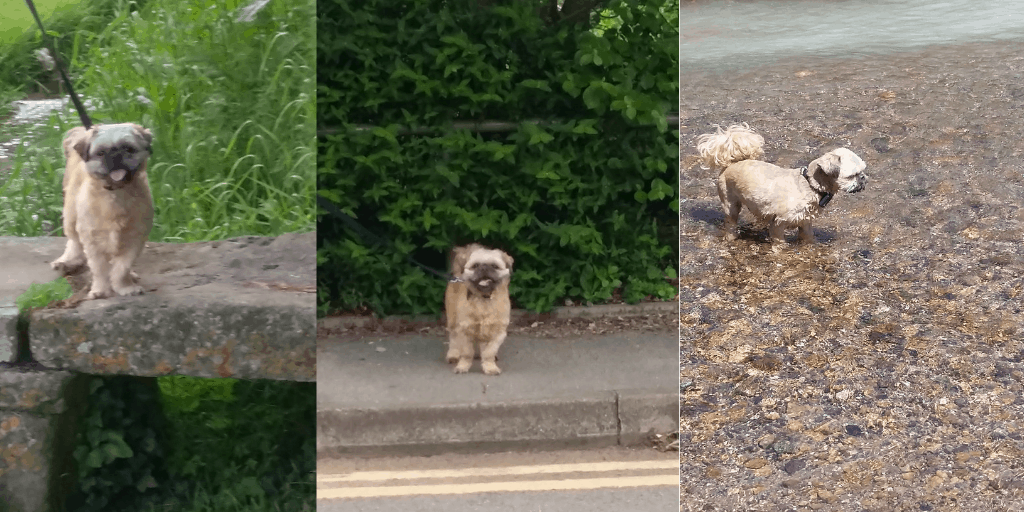 Indie enjoying his walks - My blogging life definitely includes dog walking time.